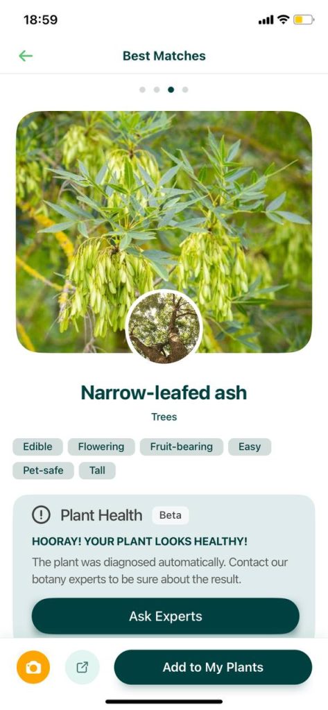 8 Free Tree Identification Apps For Android IOS Freeappsforme