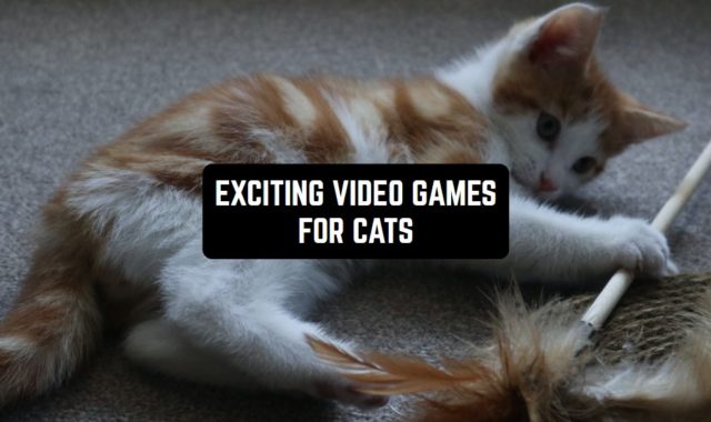11 Exciting Video Games for Cats on iPad