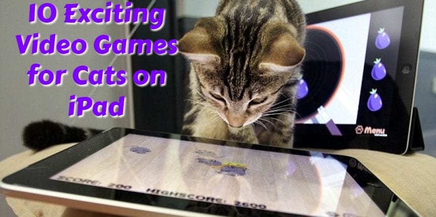 10 Exciting Video Games For Cats On IPad Free Apps For Android And IOS   Cat Apps 