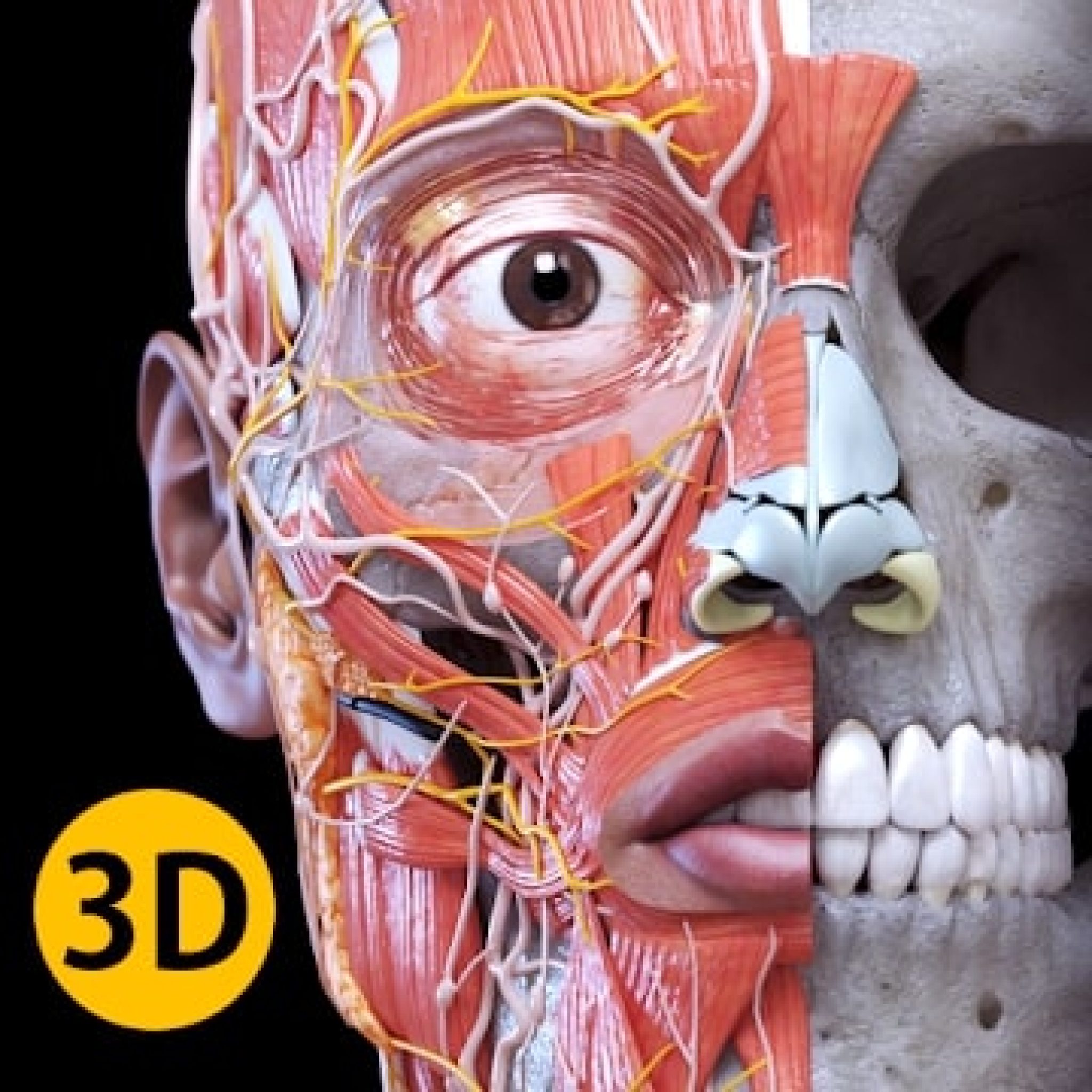 Anatomy learning 3d. Анатомический атлас 3д. Анатомический атлас человека 3d.