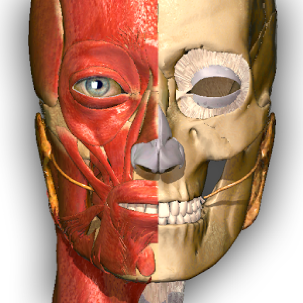 Anatomy learning. Атлас человеческого тела 3d. Anatomy Learning 3d анатомический атлас. Анатомия Лернинг. 3d атлас анатомии взломан.