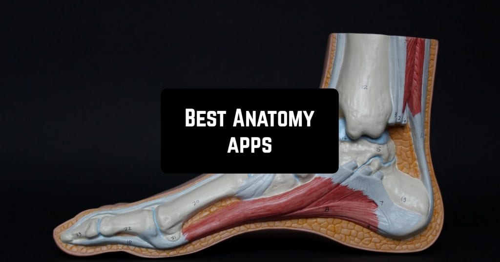 12 Best Anatomy apps for Android & IOS | Freeappsforme - Free apps for ...