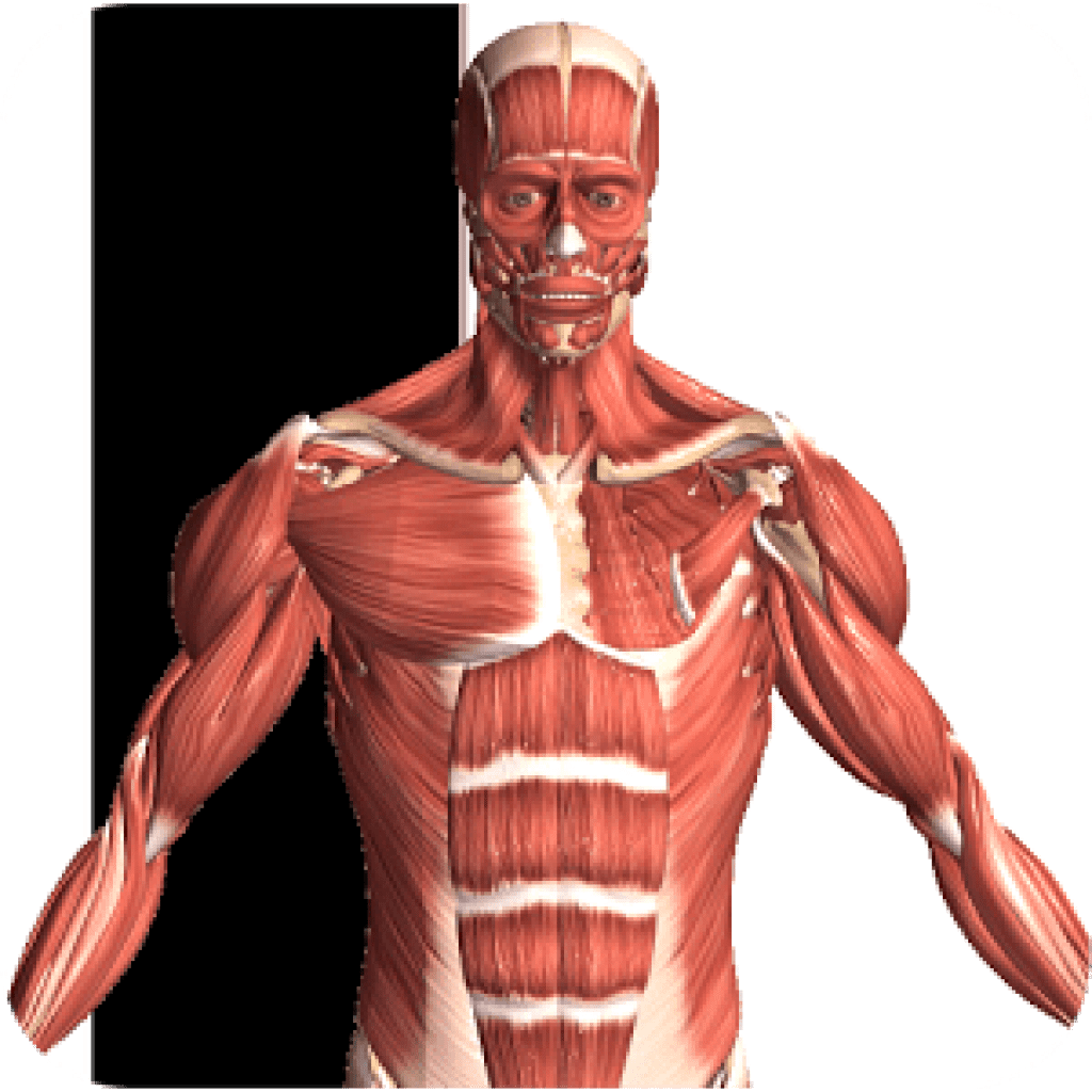 12 Best Anatomy Apps For Android And Ios Freeappsforme Free Apps For Android And Ios