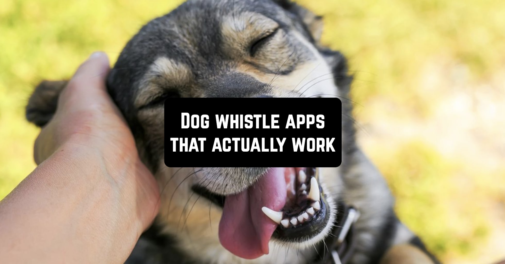 11 Dog whistle apps that actually work