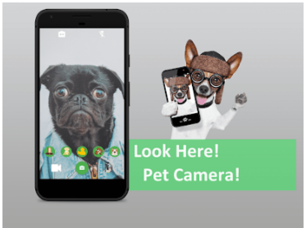 7 Best pet camera apps for Android & iOS Free apps for Android and iOS