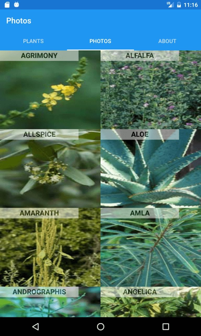 16 Best plant identification apps for Android & iOS Freeappsforme