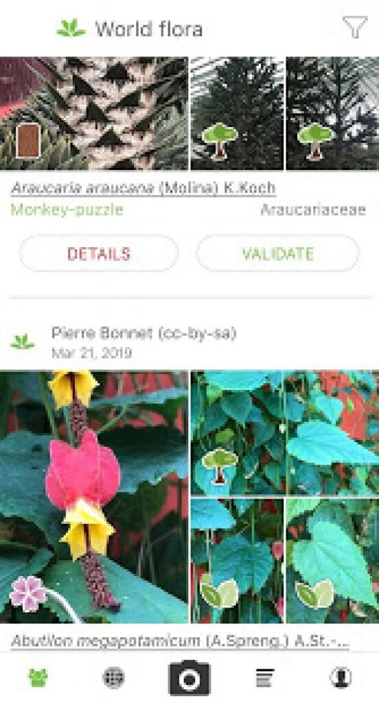 16 Best plant identification apps for Android & iOS Freeappsforme