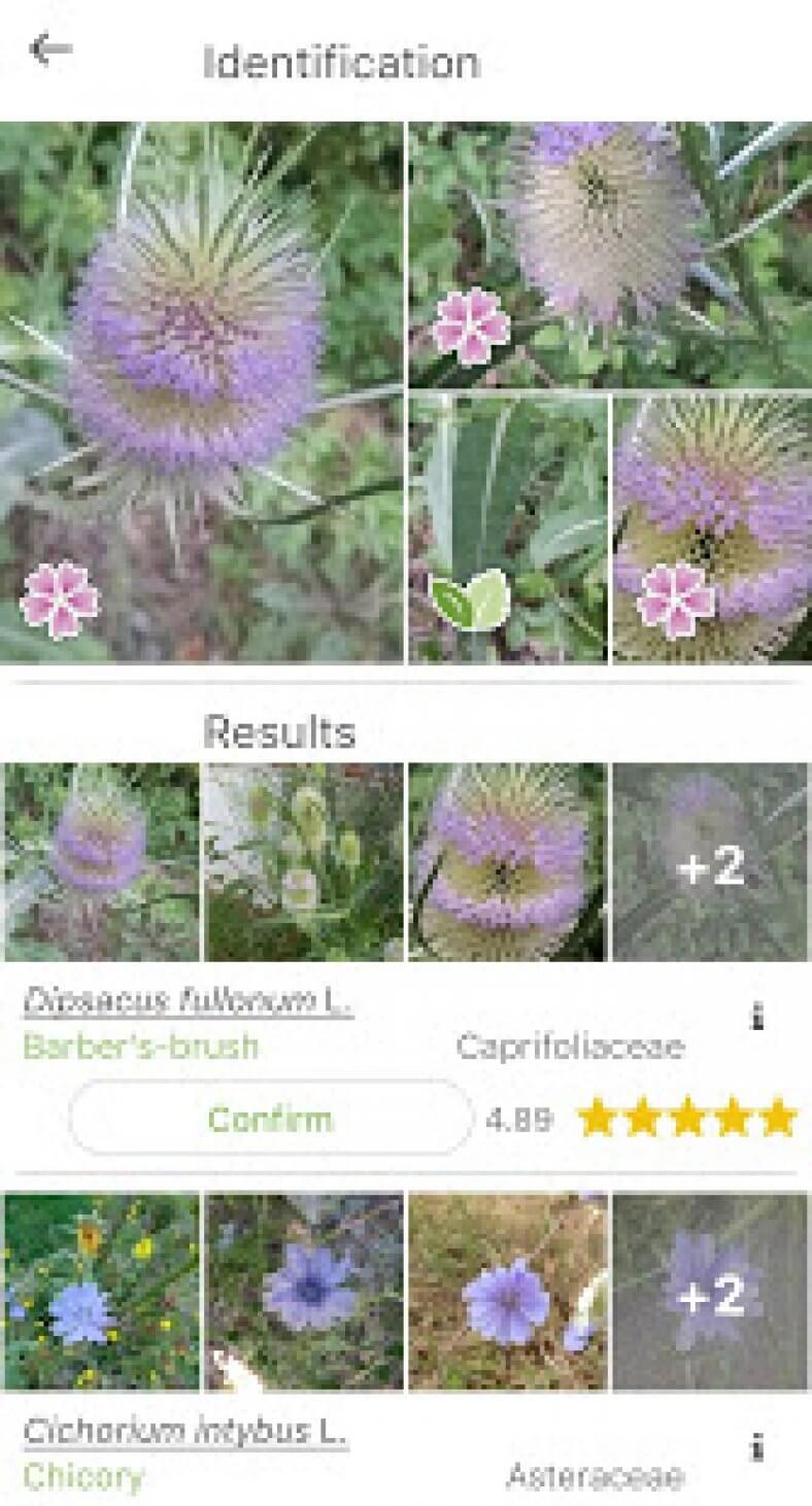 16 Best plant identification apps for Android & iOS Freeappsforme