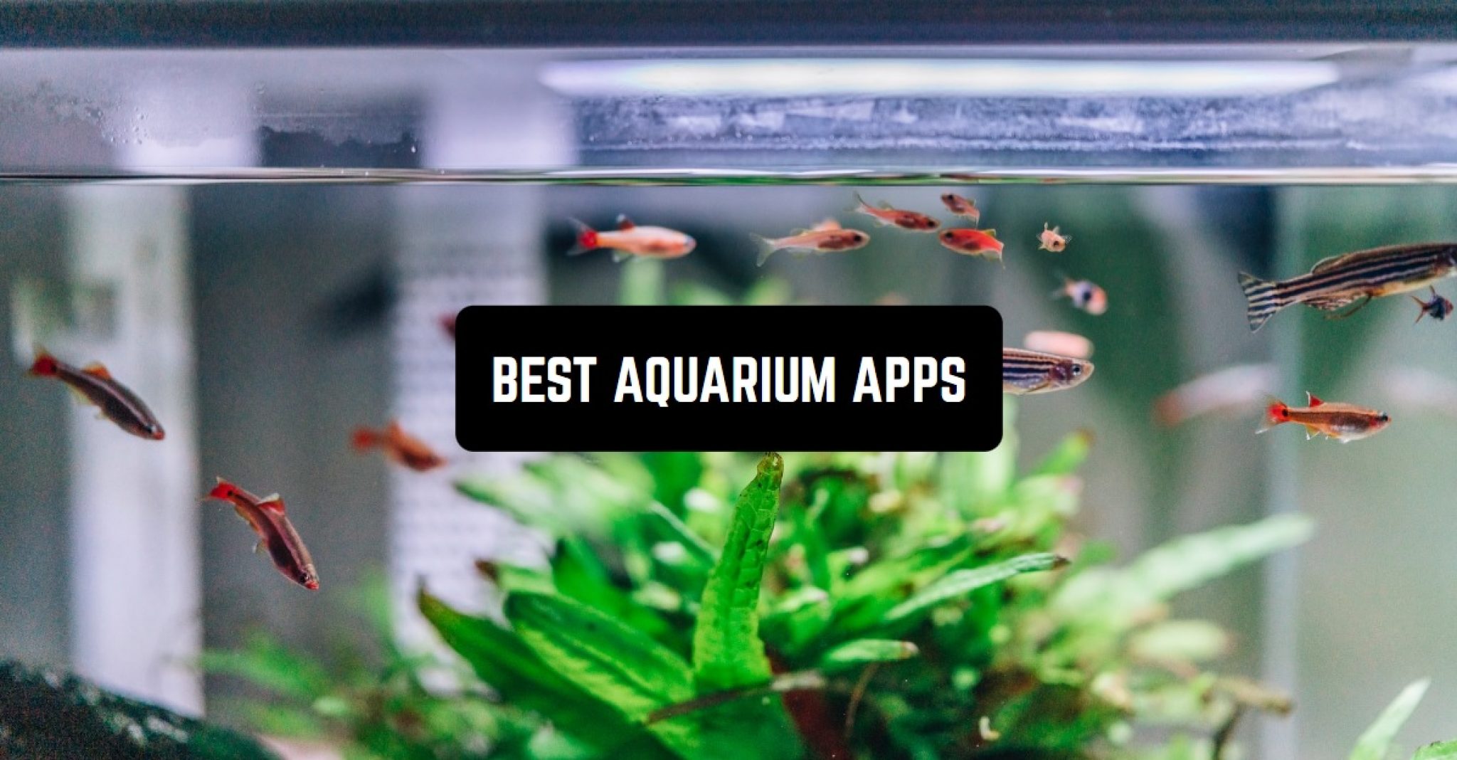 11 Best Aquarium Apps for Android & iOS Freeappsforme Free apps for Android and iOS