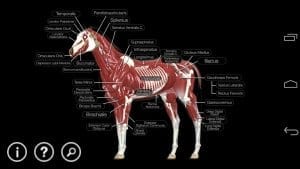 Horse Anatomy1