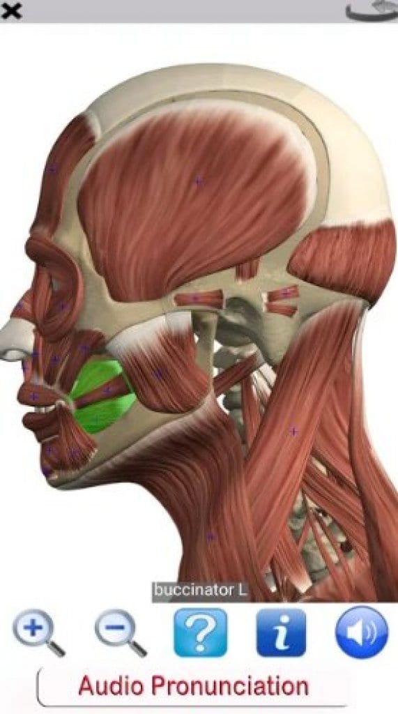 15 Best Anatomy Apps 2024 (Android & iOS) Freeappsforme Free apps