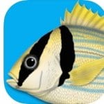 7 Best Fish Identification Apps for Android & iOS | Free apps for ...