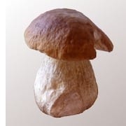 Mushroom Identificator