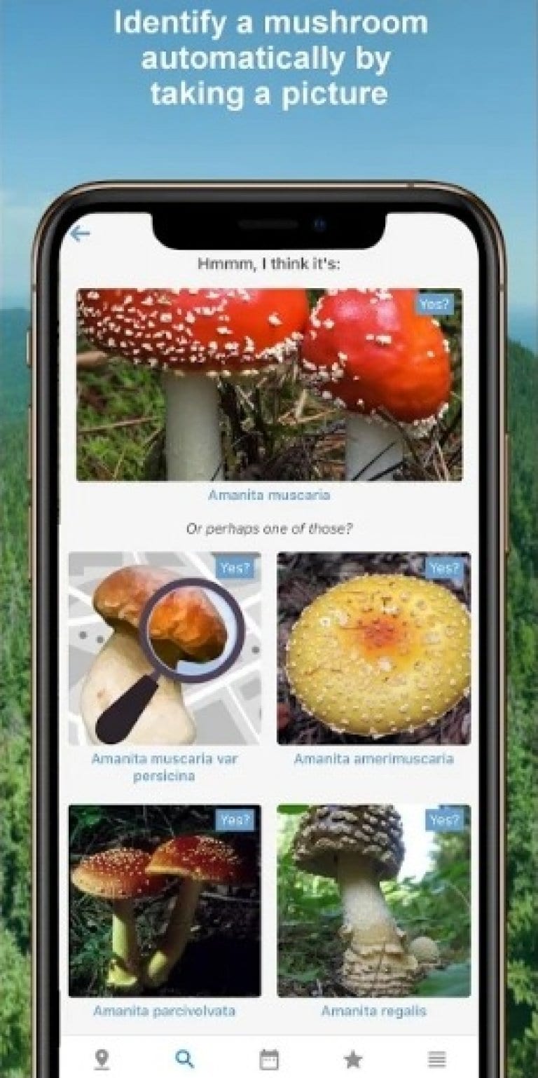 7 Best Mushrooms Identification Apps for Android & iOS Freeappsforme