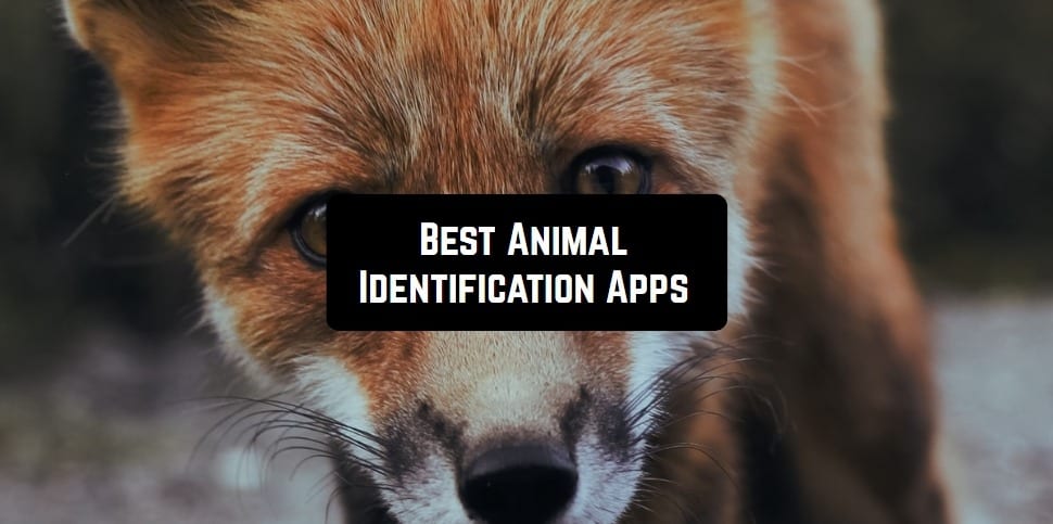 4 Best Animal Identification Apps for Android & iOS | Free apps for Android  and iOS