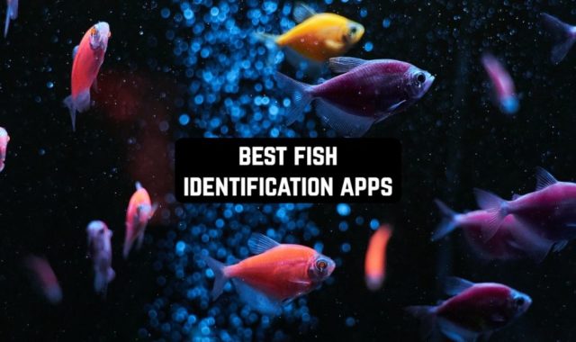 9 Best Fish Identification Apps for Android & iOS