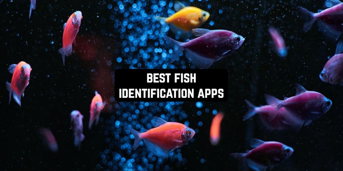 9 Best Fish Identification Apps for Android & iOS Freeappsforme