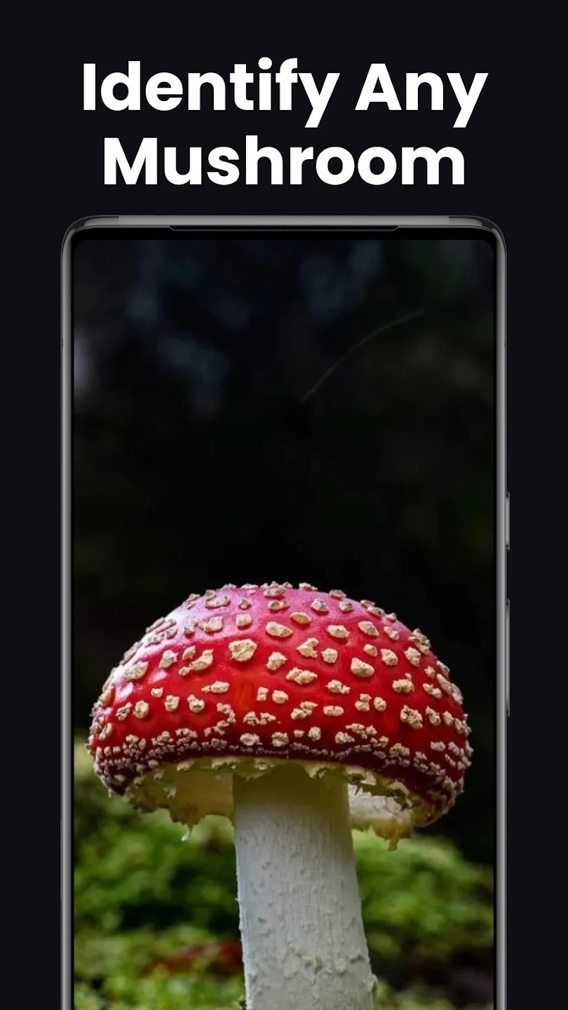 Mushroom Identifier - Mushby9