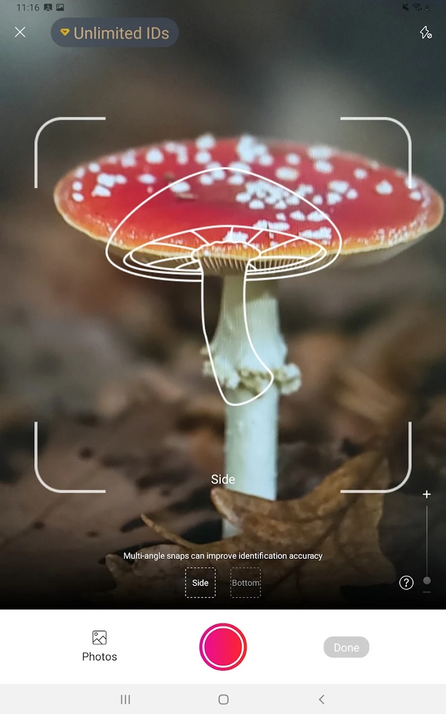 Picture Mushroom - Mushroom ID5