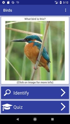 bird identifier1