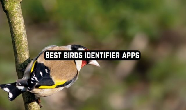 7 Best bird identifier apps for Android & iOS