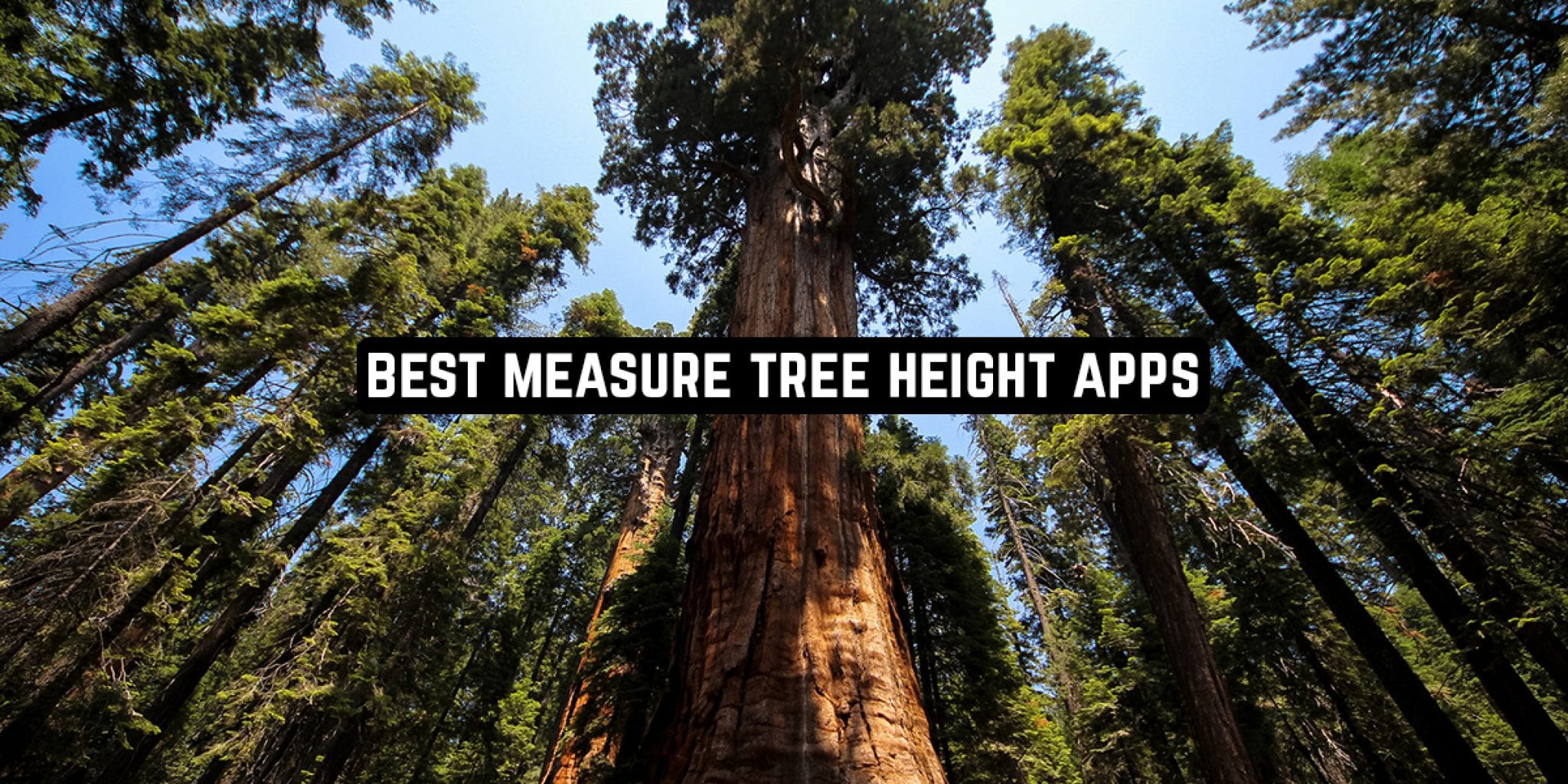 10 Best Measure Tree Height Apps for Android & iOS Freeappsforme