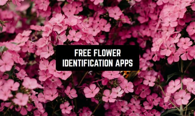 6 Free Flower Identification Apps for Android & iOS