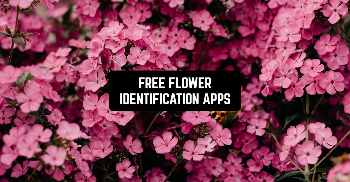 6 Free Flower Identification Apps for Android & iOS Freeappsforme