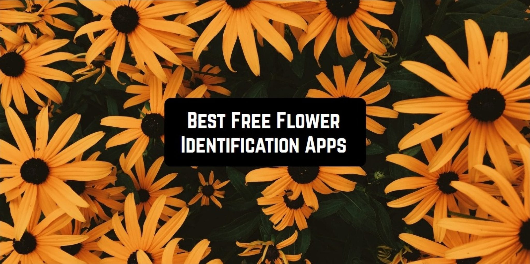 5 Free Flower Identification Apps for Android & iOS Freeappsforme