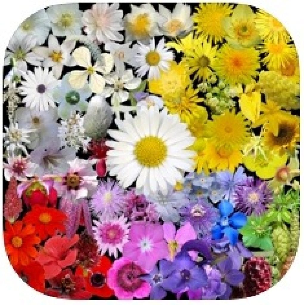 5 Free Flower Identification Apps For Android IOS Free Apps For   Whats That Flower 1020x1024 