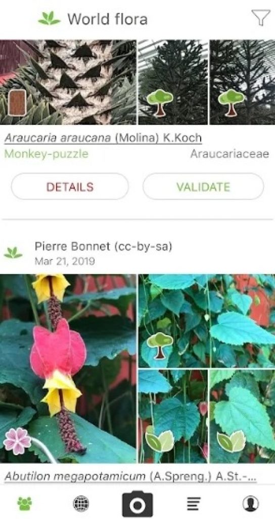 7 Best Leaf Identification Apps in 2024 for Android & iOS