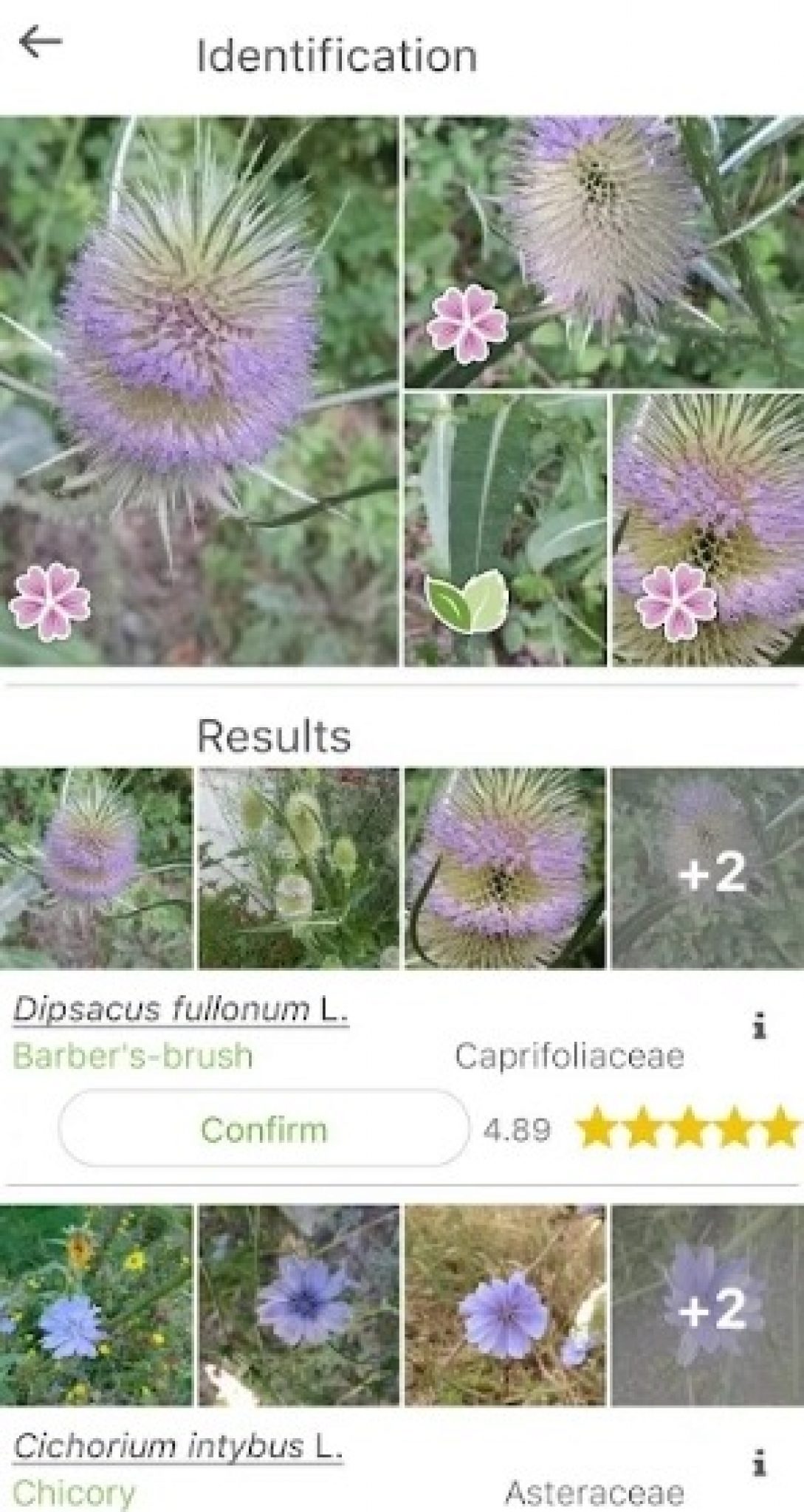 7 Best Leaf Identification Apps in 2024 for Android & iOS