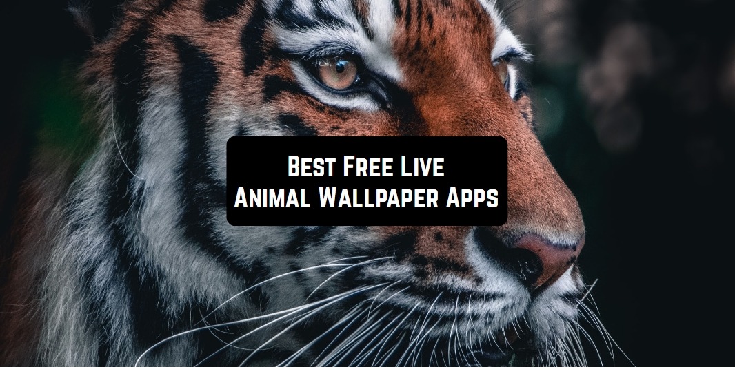 7 Free Live Animal Wallpaper Apps for Android | Free apps for Android and  iOS