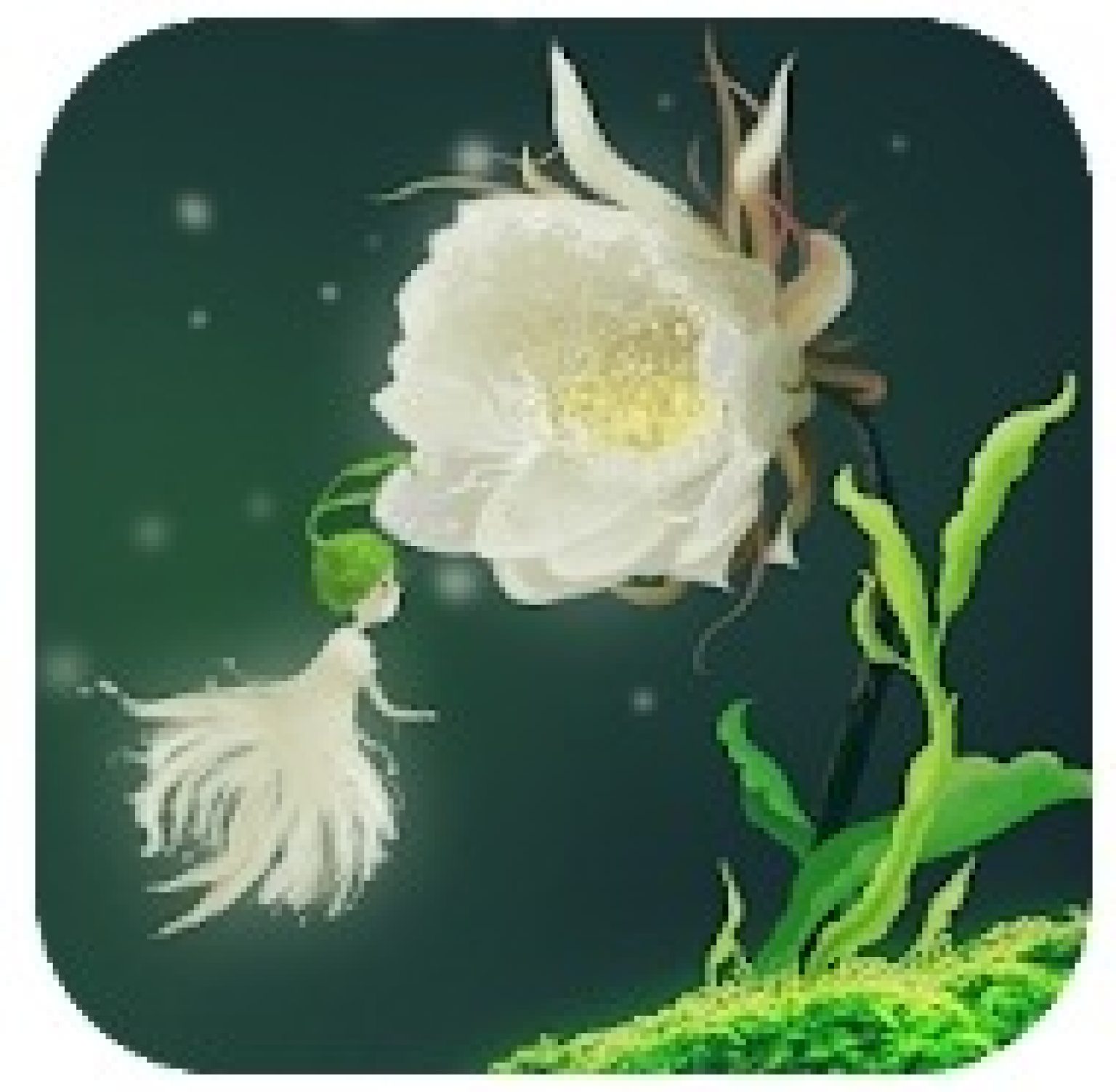 8 Best Live Flower Wallpaper Apps for Android & iOS Freeappsforme