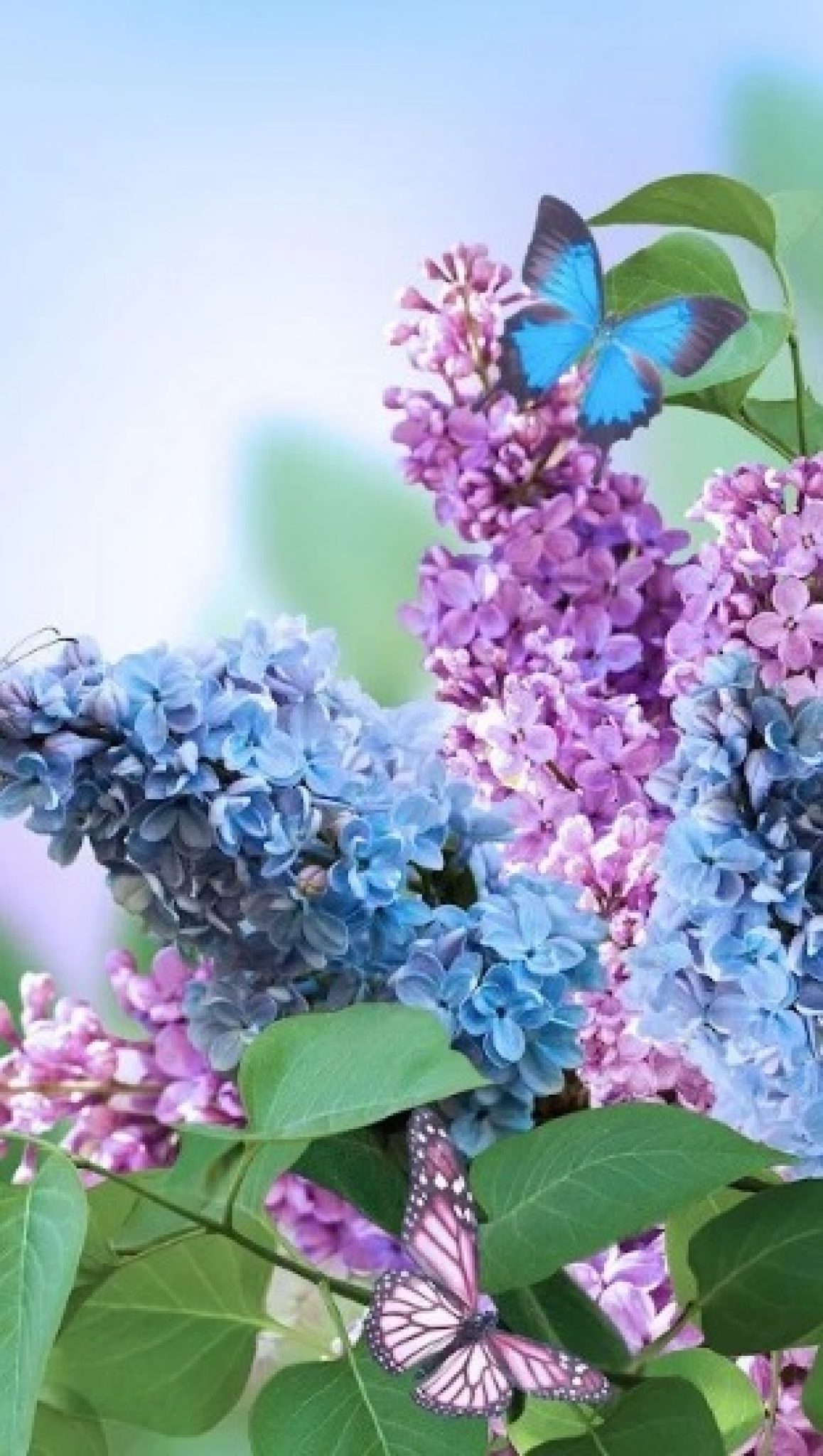 Фото весны красивые на заставку на телефон. Весенние цветы. Яркие весенние цветы. Цветущая сирень.