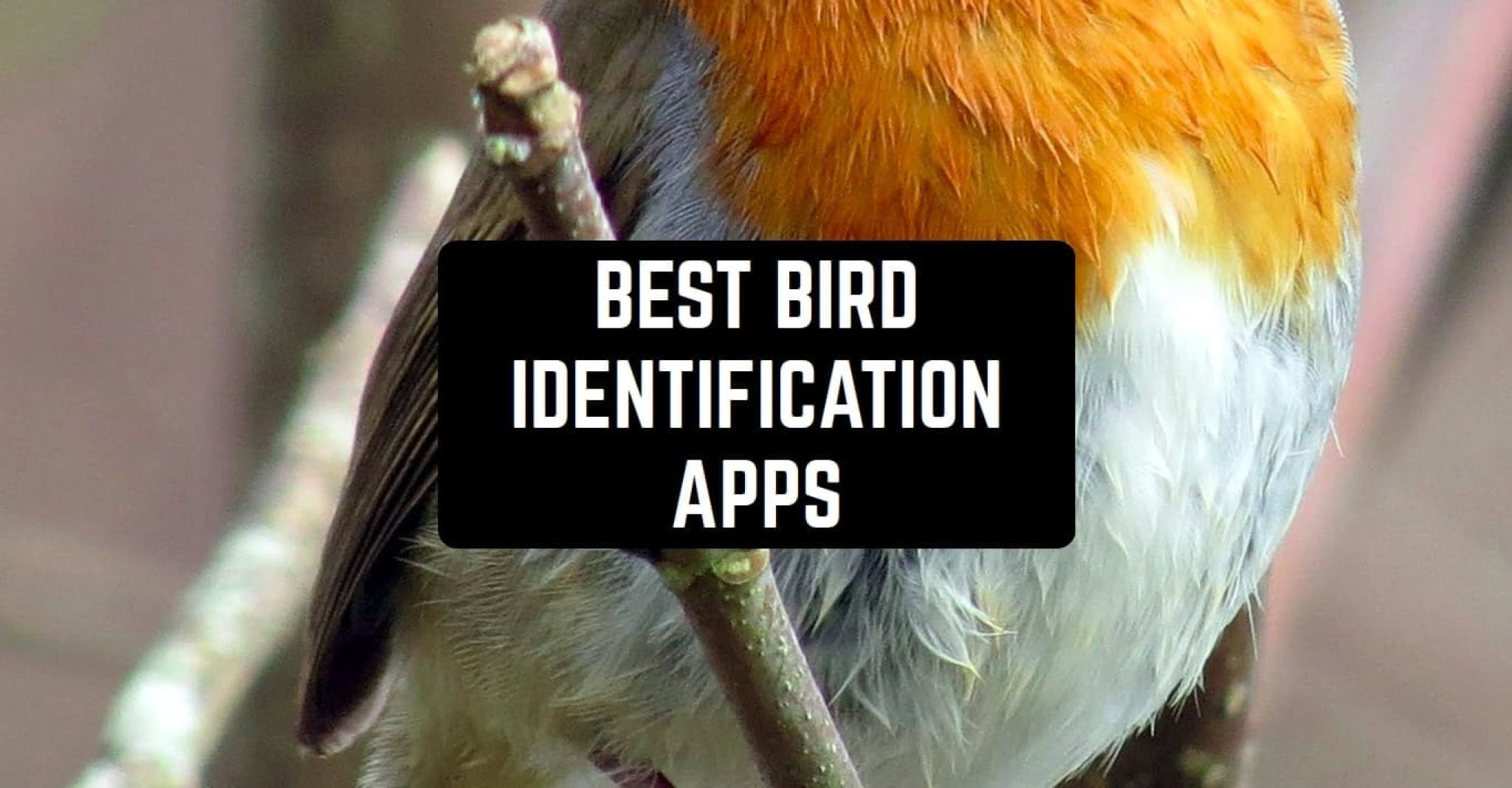 7 Best Bird Identification Apps for Android & iOS Freeappsforme