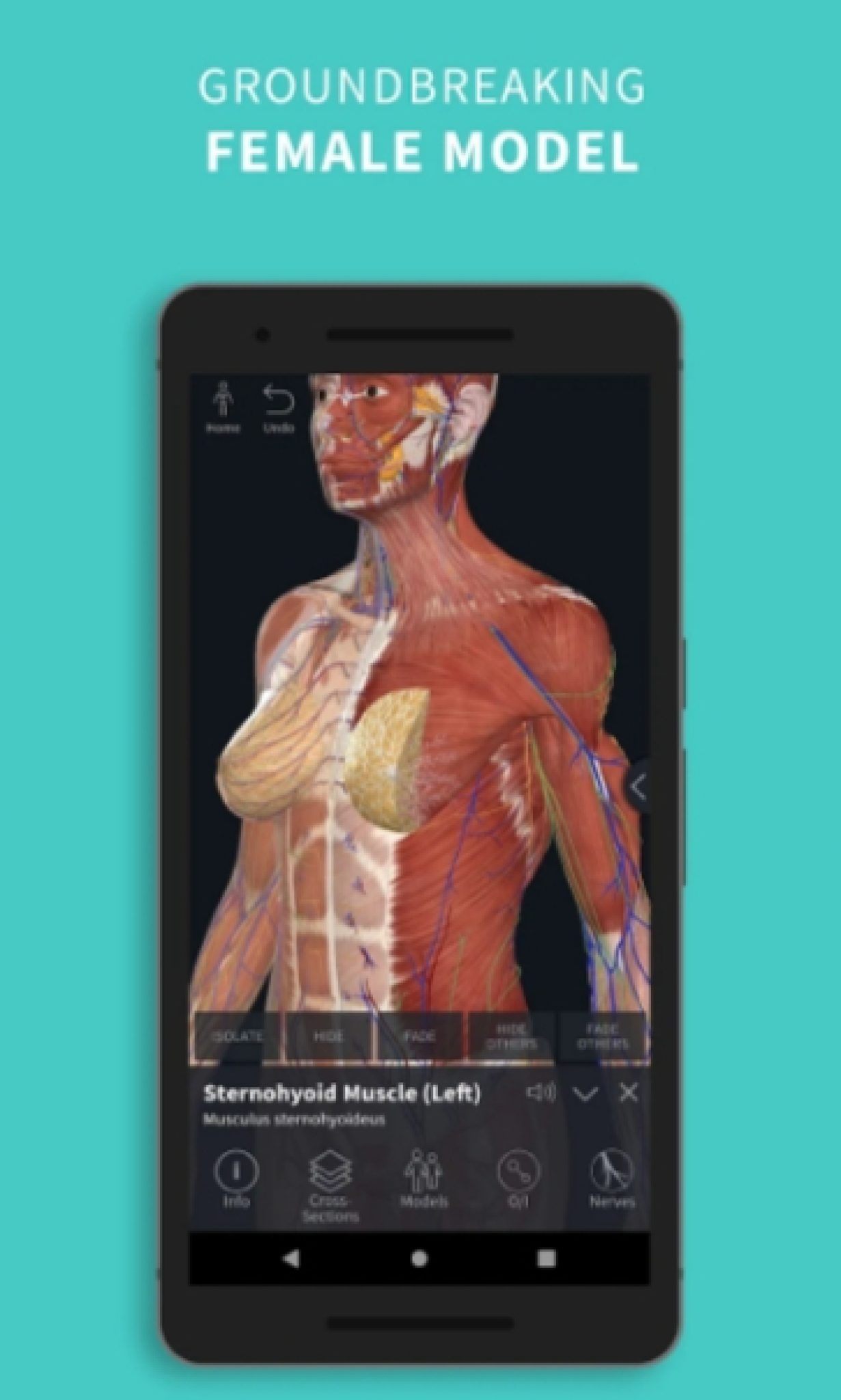 7 Free Muscle Anatomy Apps For Android & iOS Freeappsforme Free
