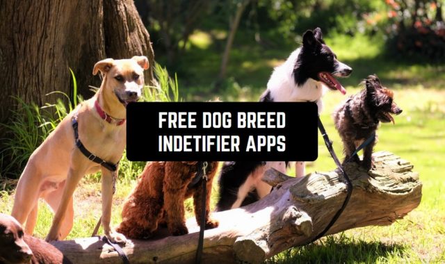 11 Free Dog Breed Identifier Apps 2023 (Android & iOS)