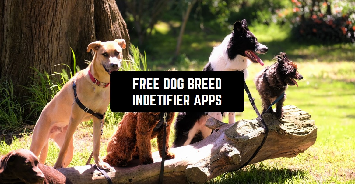 11 Free Dog Breed Identifier Apps 2024 (Android & iOS) Freeappsforme