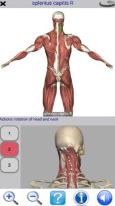 Visual Anatomy 1