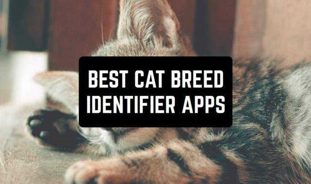 7 Best Cat Breed Identifier Apps for Android & iOS