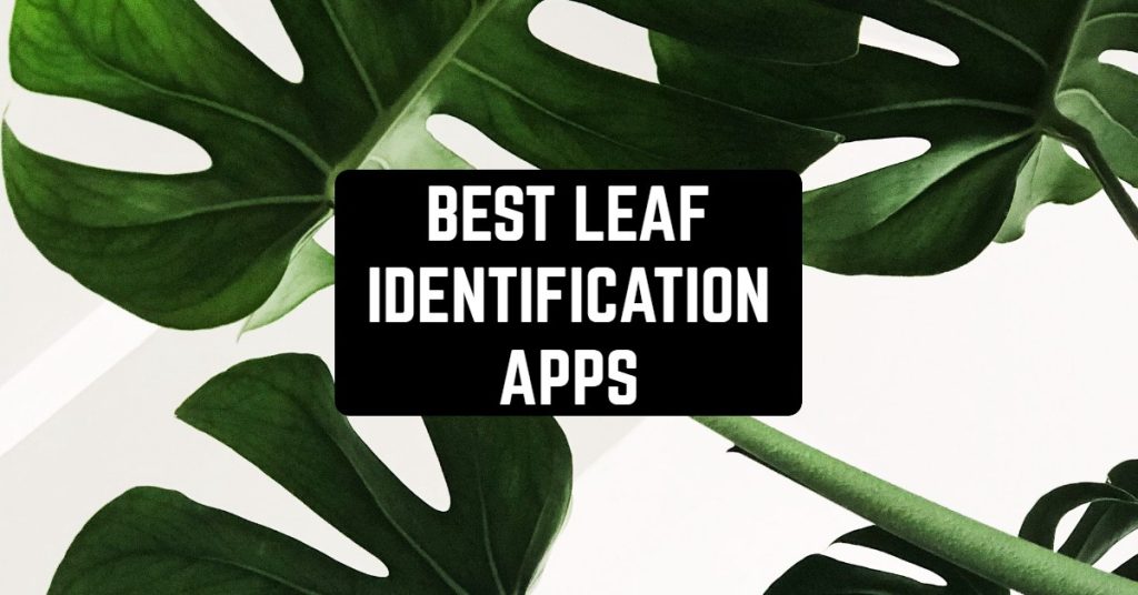 7 Best Leaf Identification Apps in 2024 for Android & iOS