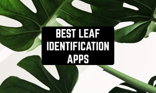 7 Best Leaf Identification Apps in 2024 for Android & iOS