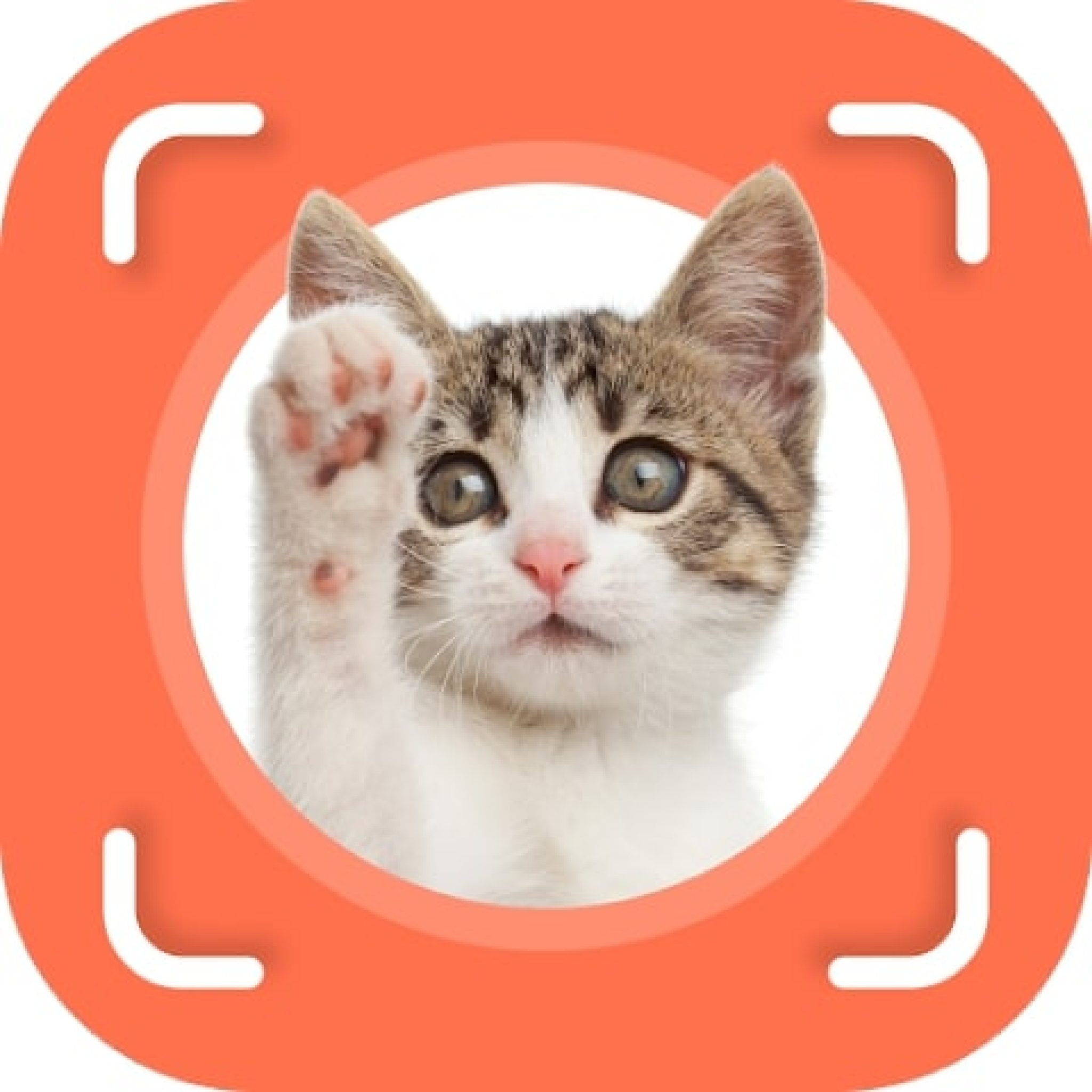 Приложение для котиков