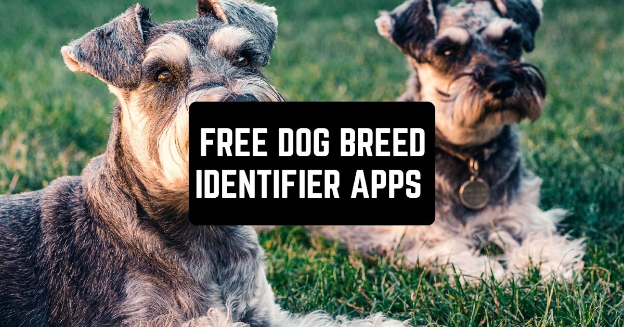 9 Free Dog Breed Identifier Apps 2023 (Android & iOS) Free apps for