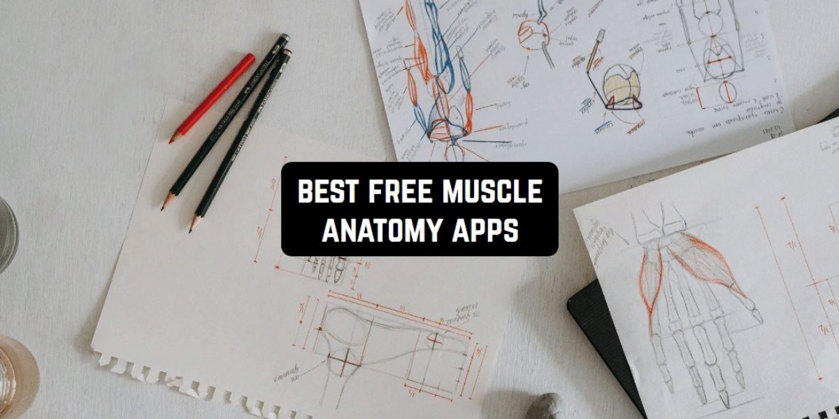 Free Muscle Anatomy Apps