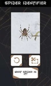 automated-spider-screenshot-1
