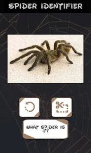 automatic-spider-screen-1