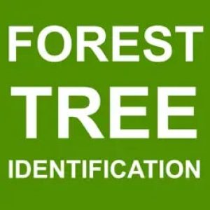 forest-tree-identification-logo-1