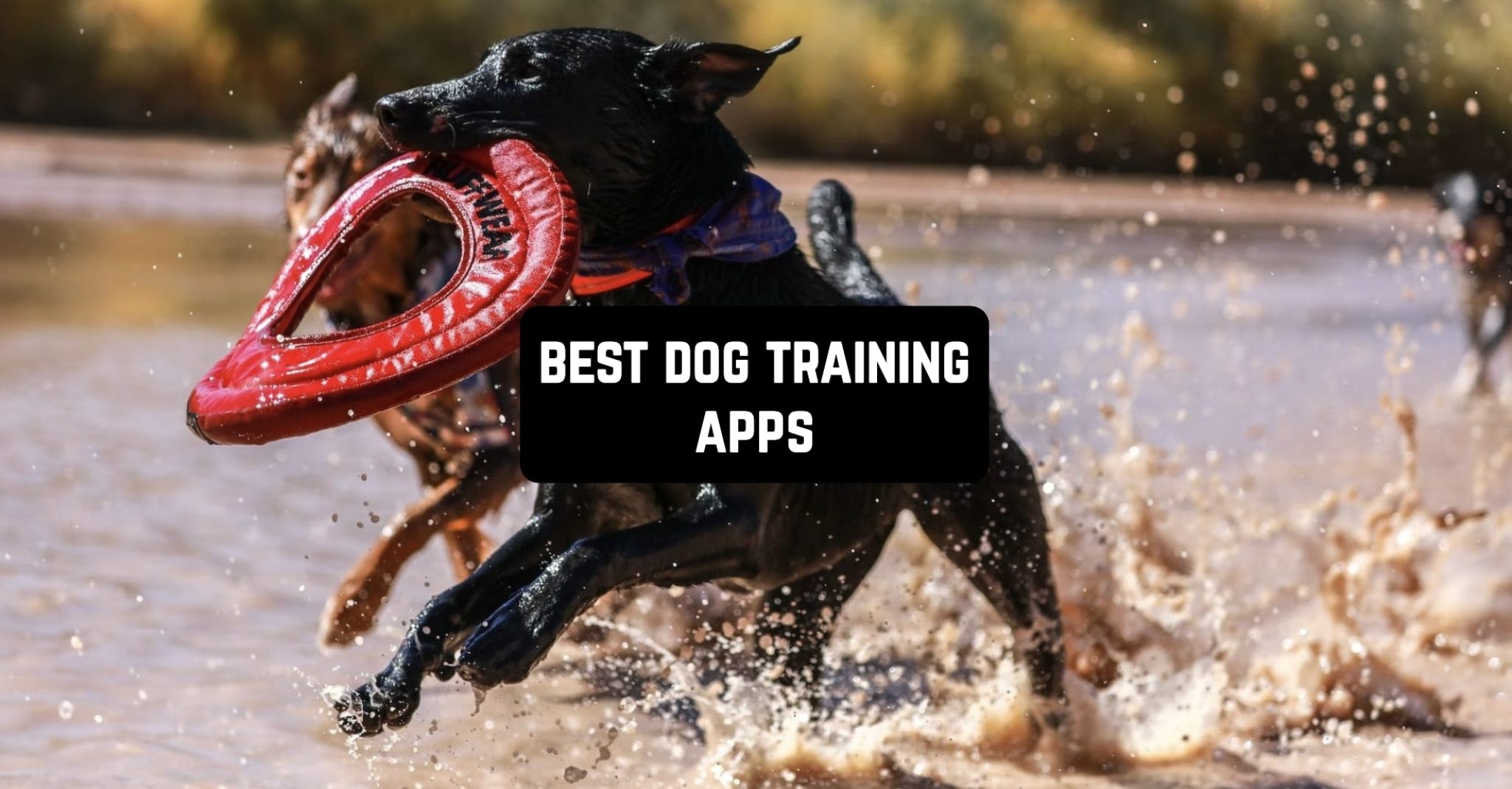 11 Best Dog Training Apps 2024 (Android & iOS) Freeappsforme Free